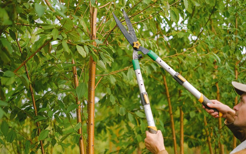 Tree trimming in Colesburg, IA